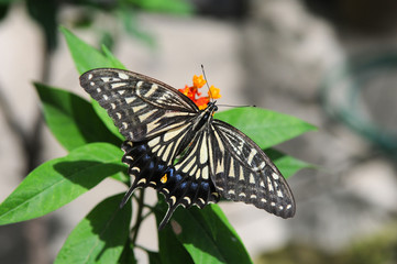 Eastern Tiger Swallowtail Butterfly