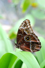 Fototapeta premium Morpho Butterfly On Leaf