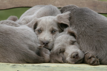 chiots braque de weimar dormant ensemble-hérédité,élevage