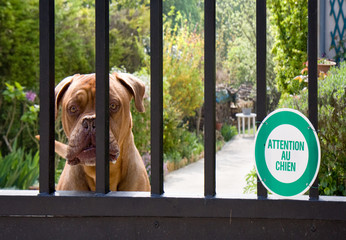 chien de garde