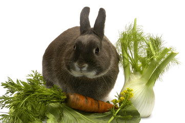 Lapin nain