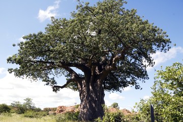 Fototapeta na wymiar Baobab 003