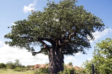 Fotobehang Baobab 003 © Foto - Resi