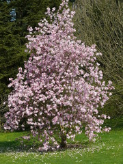 Blühender Magnolienbaum