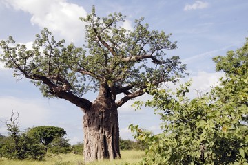 Baobab 002