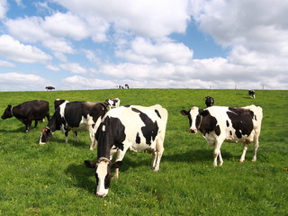 Cows Grazing in Green Field with Blue Sky