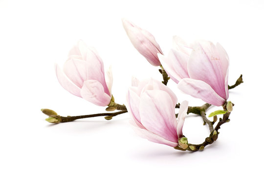 Fototapeta magnolia flower
