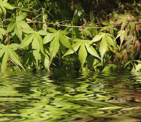 Fraîcheur printemps