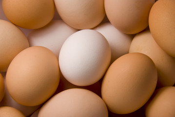 eggs
