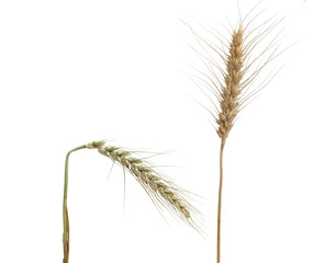 wheat isolated on white background