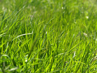 Frisches Gras