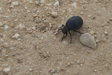 Schwarzer Käfer
