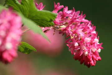 Fleur mauve