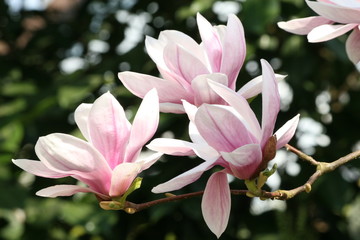Branche de magnolia - obrazy, fototapety, plakaty
