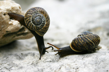 Zwei Schnecken treffen sich