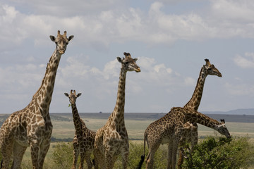 Five Giraffes