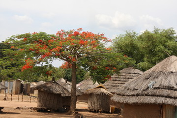 African mud huts with tree