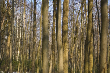 Fototapeta premium trees trunks - spring morning