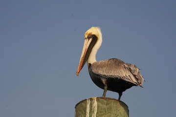 Pelican on dock