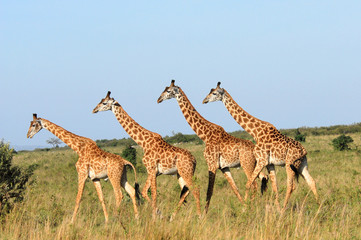 Group of giraffes in  the Masai Mara Reserve (Kenya)