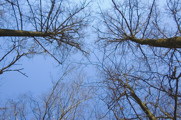 Obraz premium tree branches in front of the sky