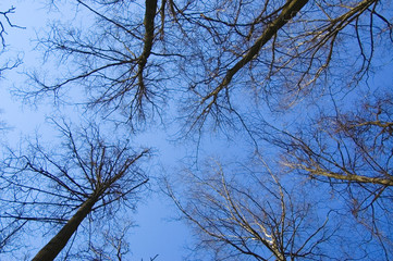 dry tree crowns