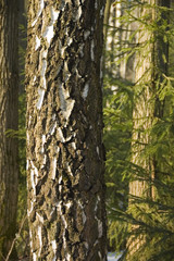 Obraz premium birch trunk