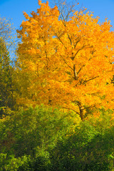 Fototapeta premium autumn