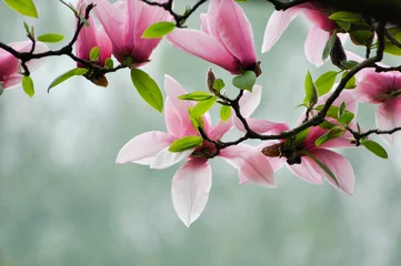 Deurstickers Magnolia Magnolia