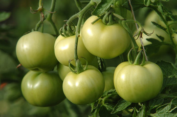tomate verte