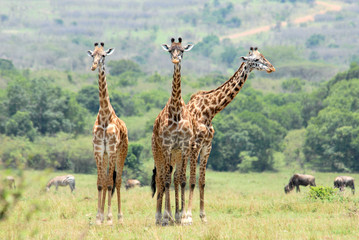 Three standing giraffes in  the Masai Mara Reserve (Kenya)