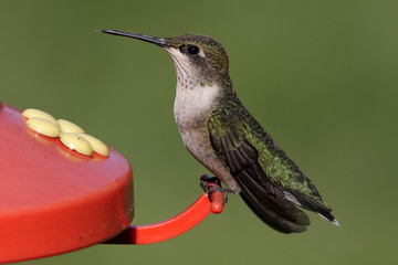 Ruby-throated Hummingbird At A Feeder