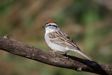 Sparrow On A Branch In Spring