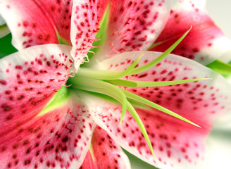 Stargazer Lily Close-up