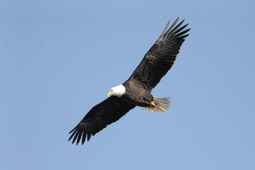 Fototapeta na wymiar Adult Bald Eagle (haliaeetus leucocephalus)