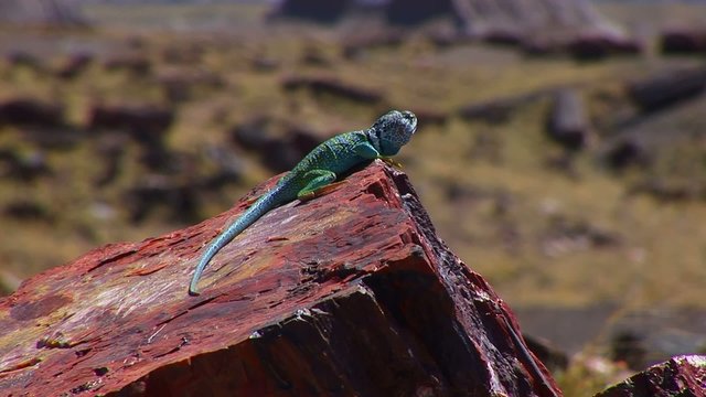 Collared lizards on petrified wood Eidechse