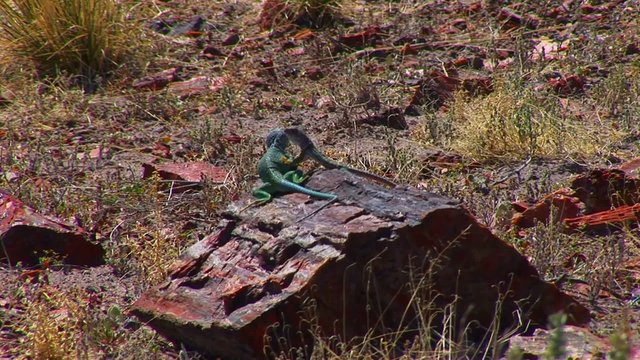 Balz zweier collared lizards in Petrified Forest