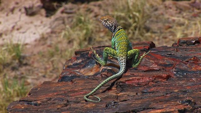 Collared lizard on petrified wood Eidechse