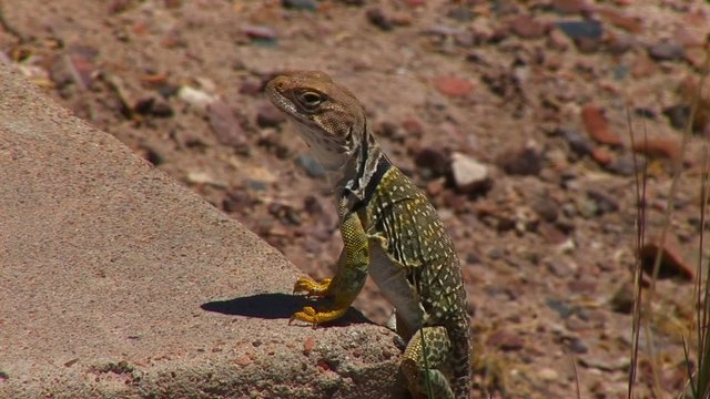 Collared lizard on petrified wood Eidechse