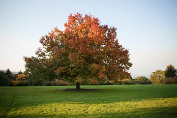 Foto op Plexiglas Herfst Autumn park