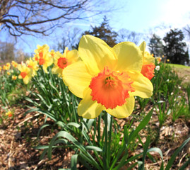 The daffodil blooming in spring