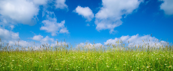 summer grass and flowers © Iakov Kalinin