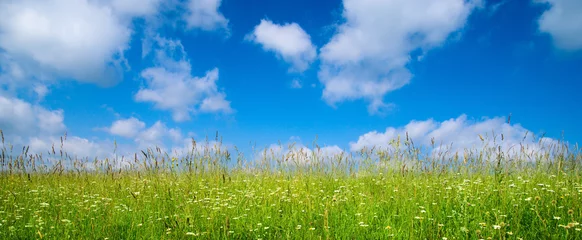 Foto op Plexiglas summer grass and flowers © Iakov Kalinin