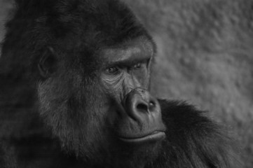 gorilla © aldaer