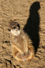 Fototapeta premium suricate