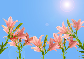 Pink lilies on a background of the sky