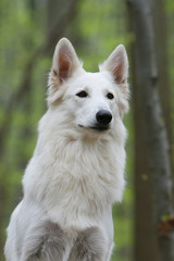 Obraz premium portrait d'un beau berger blanc suisse de face