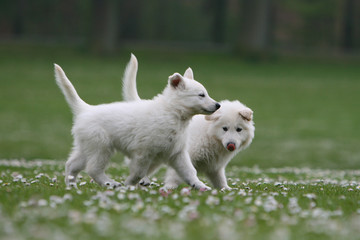deux chiots bergers blancs à la campagne