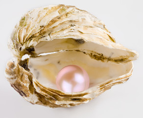 Pink pearl is in a shell.