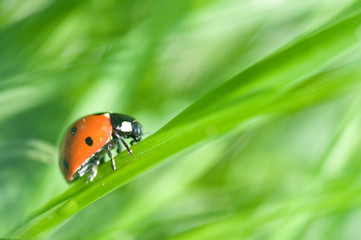 Ladybug on a leaf